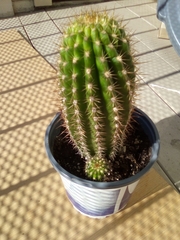 Trichocereeae
