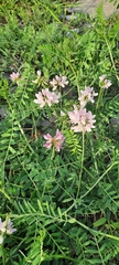 Securigera varia