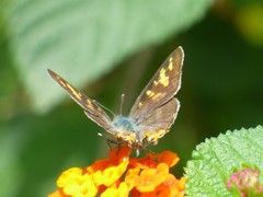 Cigaritis schistacea