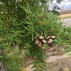 Tsuga heterophylla