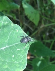 Otiorhynchus anthracinus