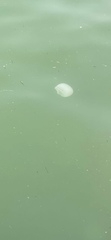 Dactyliophorae