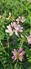 Securigera varia