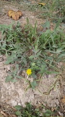 Sonchus oleraceus
