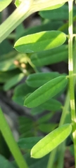 Securigera varia