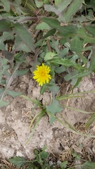 Sonchus oleraceus