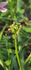 Securigera varia