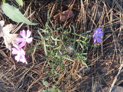 Phlox woodhousei