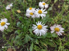 Bellis perennis