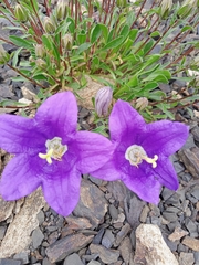 Campanula saxifraga