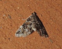 Parapoynx affinialis