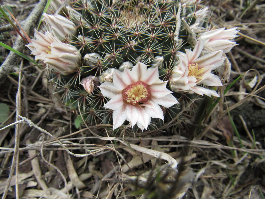 little nipple cactus (Mammillaria heyderi)  iNaturalist