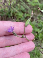 Lactuca graminifolia