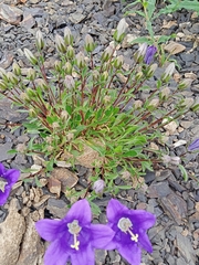 Campanula saxifraga