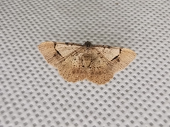 Frederickia flaviterminata