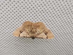 Frederickia flaviterminata