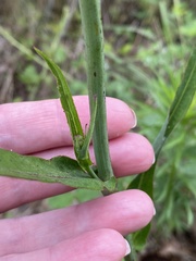 Lactuca graminifolia