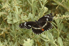 Chlosyne lacinia crocale