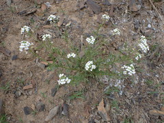 Dontostemon pinnatifidus