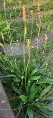 Plantago lanceolata