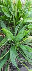 Plantago lanceolata