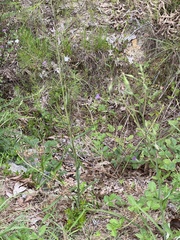 Lactuca graminifolia