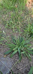 Plantago lanceolata
