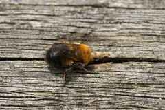 Megachile nigriventris