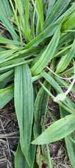 Plantago lanceolata