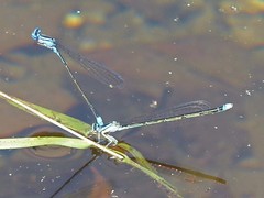 Enallagma divagans