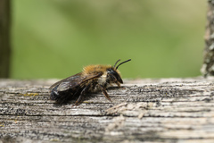 Megachile nigriventris