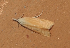 Scirpophaga incertulas