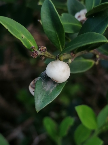 Image of Dune Saffronwood (Robsonodendron maritimum) by no rights reserved
