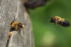 Megachile nigriventris