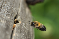 Megachile nigriventris