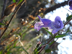 Penstemon leonensis