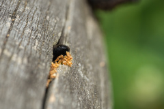 Megachile nigriventris