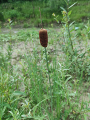 Typha minima