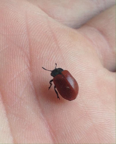 Leaf beetle