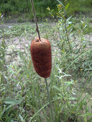 Typha minima