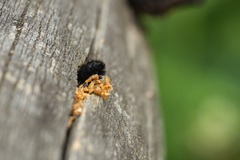 Megachile nigriventris