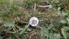Glandularia santiaguensis