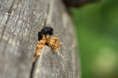 Megachile nigriventris