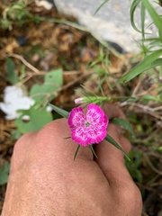 Dianthus barbatus