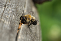 Megachile nigriventris