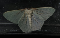 Thalassodes quadraria