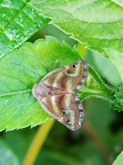 Ricania simulans