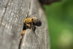 Megachile nigriventris