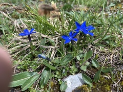 Gentiana brachyphylla
