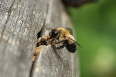 Megachile nigriventris